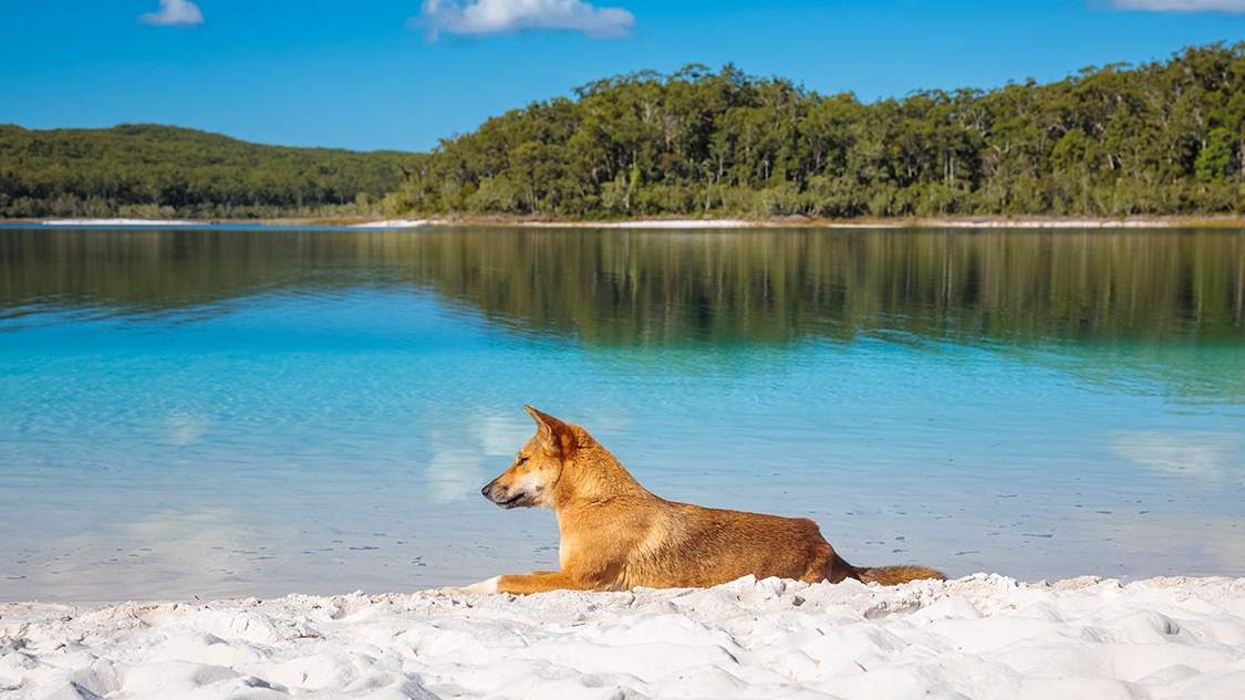 Fraser Island