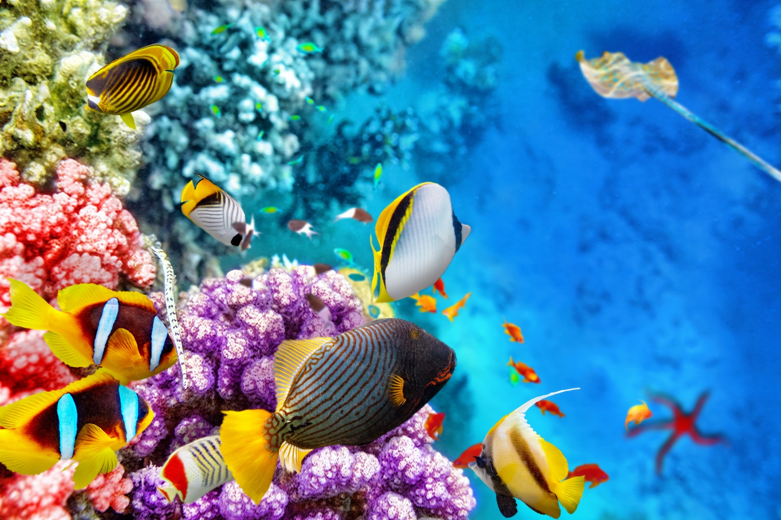 Great Barrier Reef