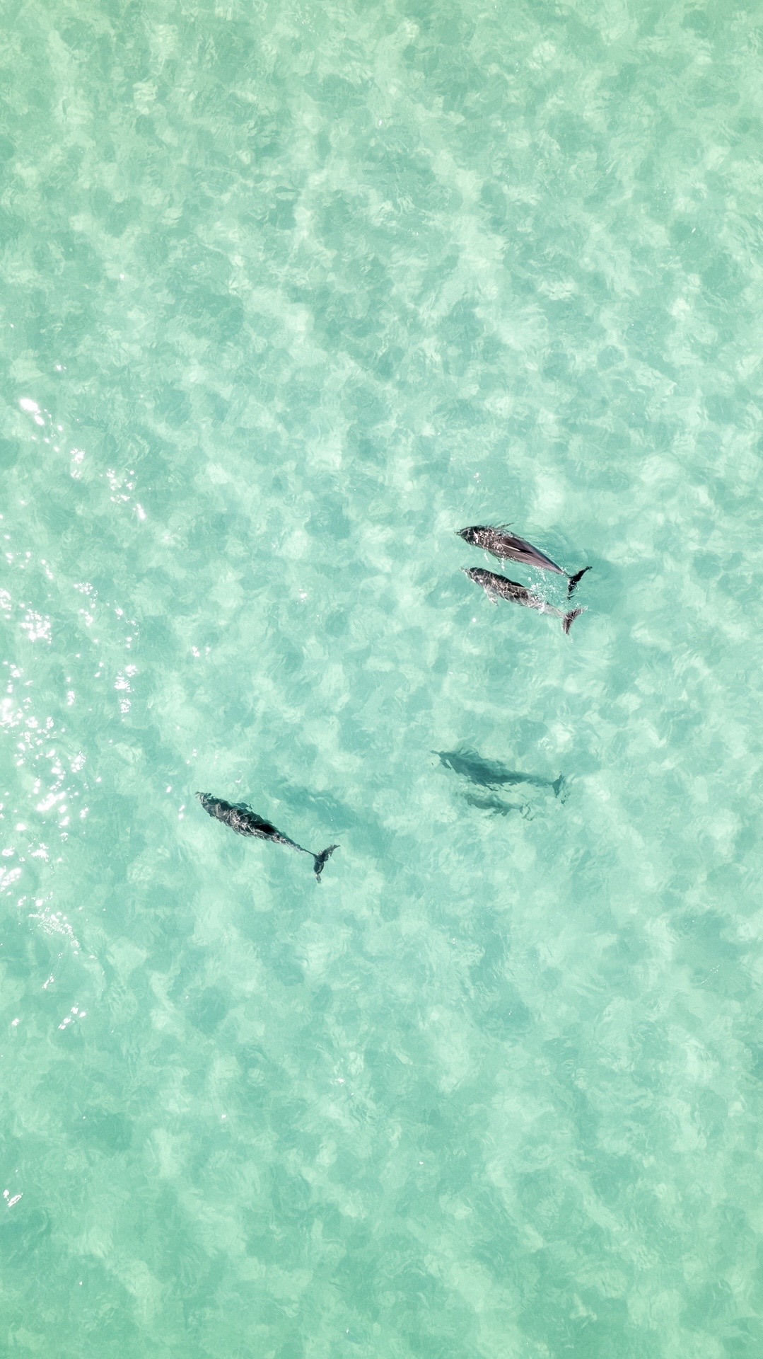 Dolphins in Sydney waters